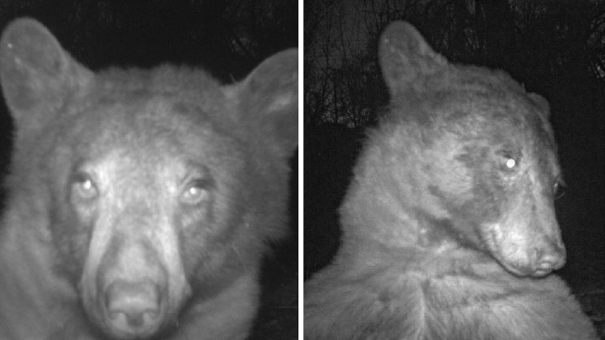 Oso de Colorado descubre cámara de vida silvestre y posa para tomarse cientos de fotos
