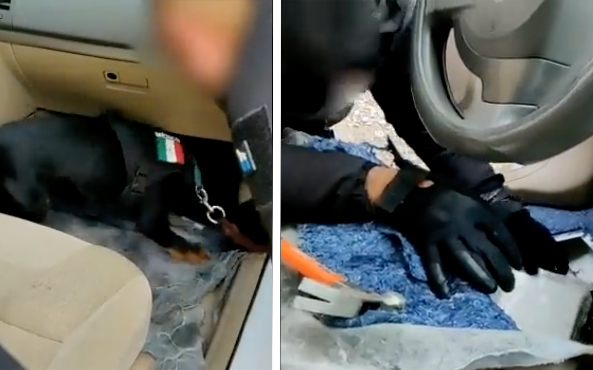 Perrito policía descubre 23 kilos de fentanilo en un carro | Video