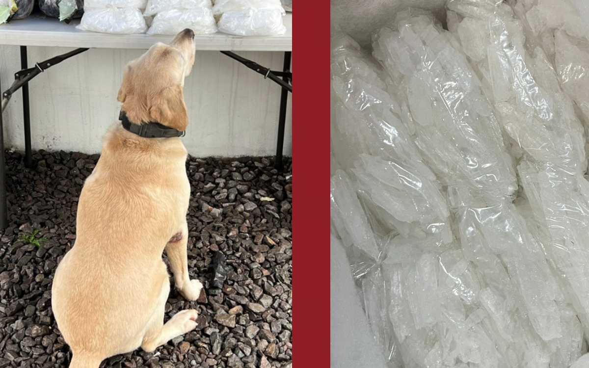 Perro descubre cargamento de droga durante operativo de la GN