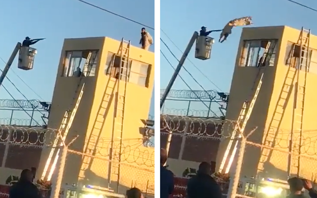Reo sube a torre de vigilancia y salta al vacío en Sonora | Video