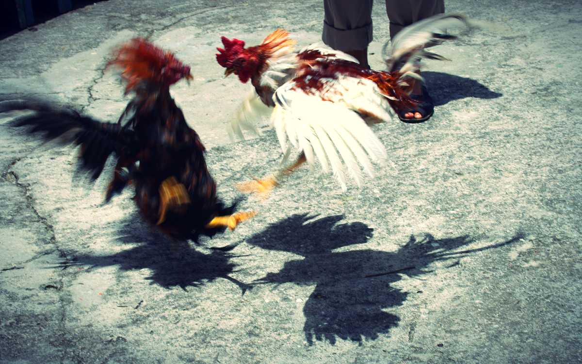 Riña en pelea de gallos clandestina deja un muerto