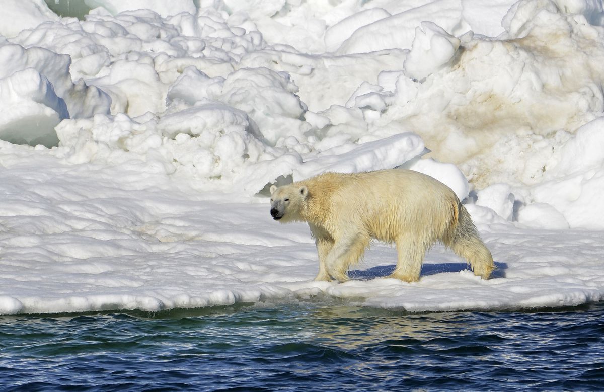 Un oso polar ataca a los habitantes de un pueblo de Alaska y mata a dos personas