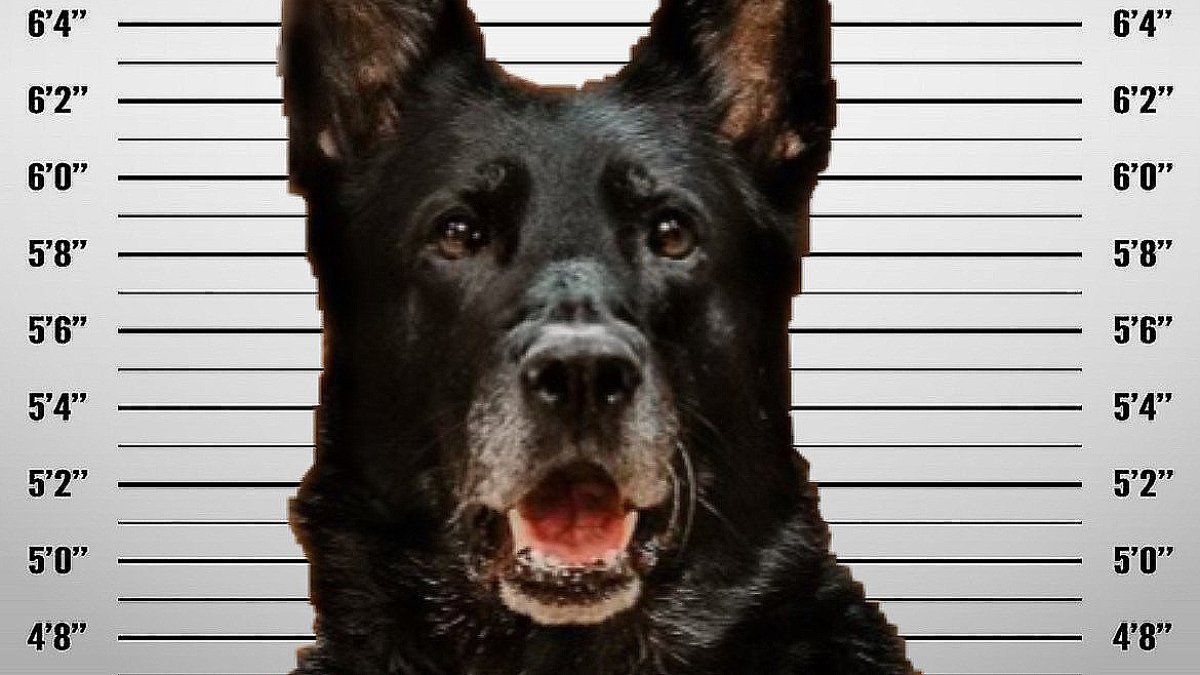 acusan a perro policía de “robar” el almuerzo de un compañero; su foto de arresto se vuelve viral