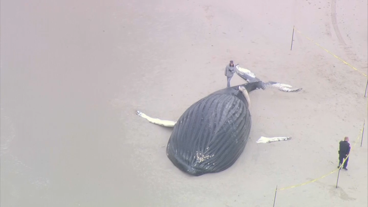 ballena jorobada aparece muerta en playa de Long Island