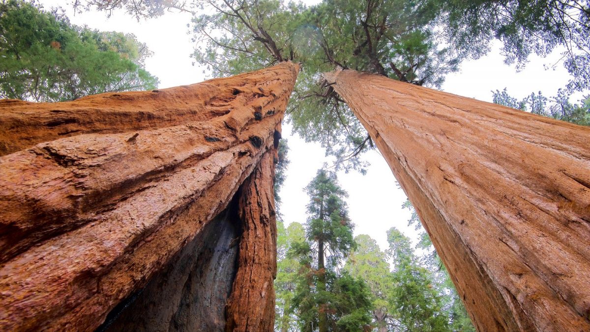 ¿Cuál es el árbol más grande del mundo?