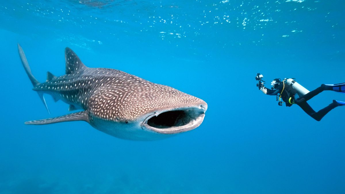 ¿Cuáles son los peces más grandes del océano?