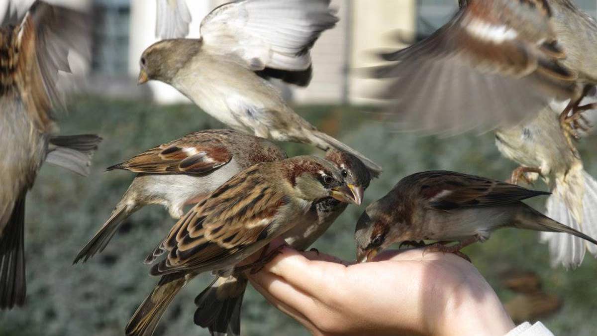 ¿Estamos acabando con las aves urbanas? Las razones de su disminución