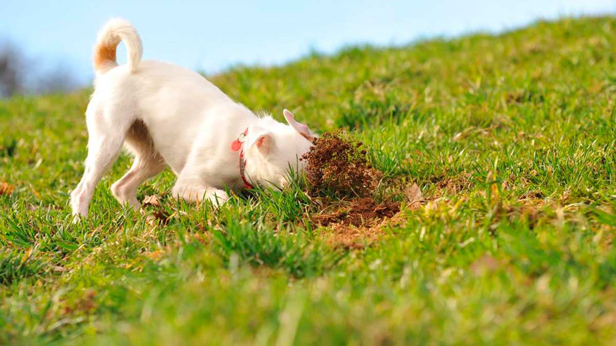 ¿Por qué cavan los perros? Una manía instintiva y curiosa