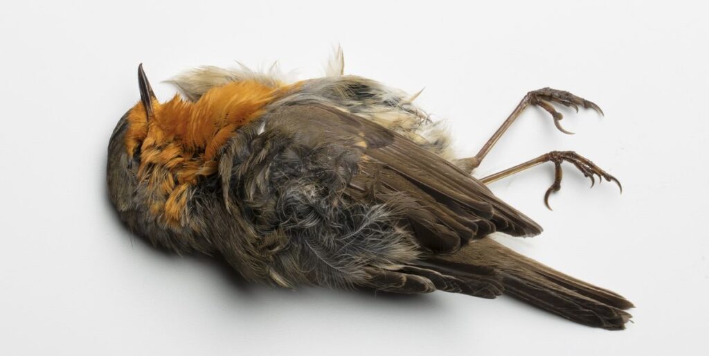 Científicos convirtieron pájaros muertos en drones zombis para espiar a los humanos