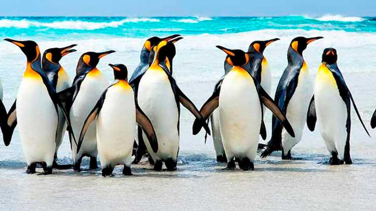 5 curiosidades de los pingüinos que seguramente no conocías