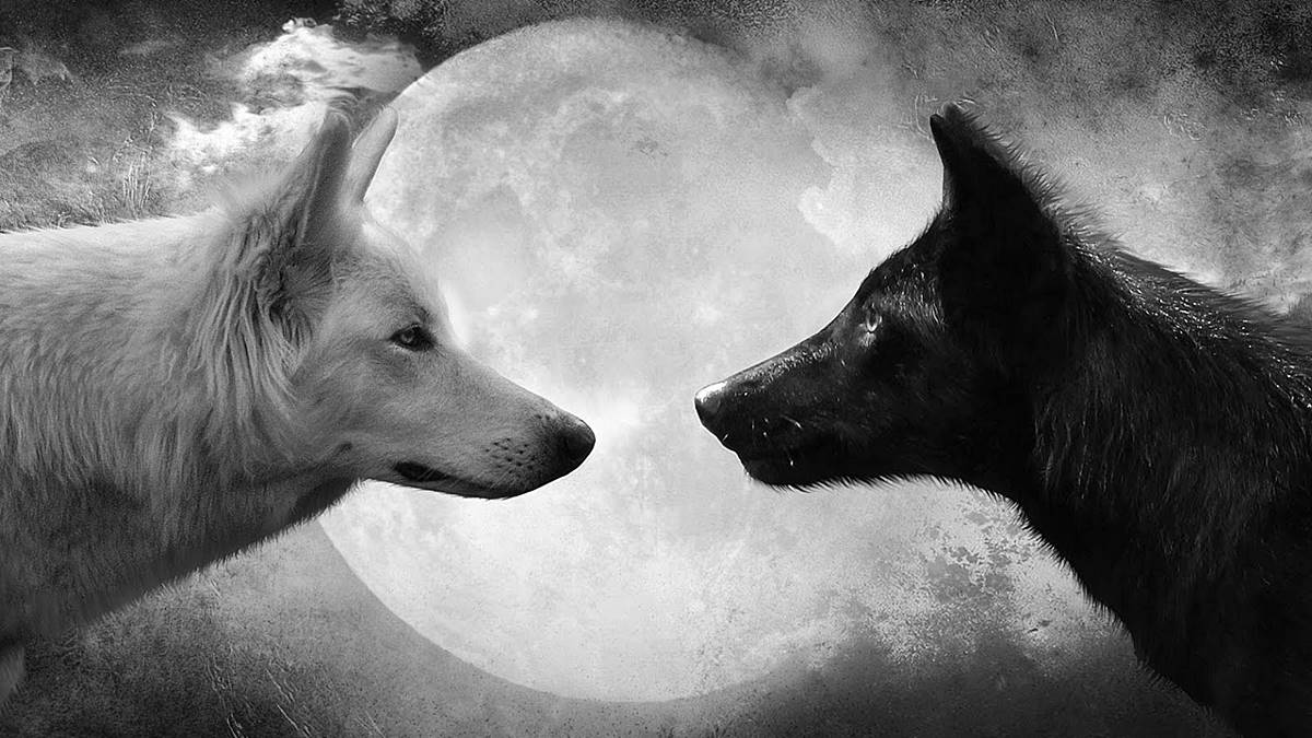 5 fascinantes curiosidades sobre los lobos
