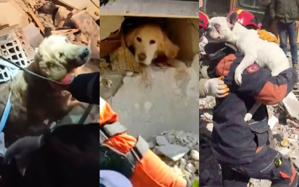 Así fue el conmovedor rescate de 3 lomitos de los escombros a casi 10 días del sismo en Turquía | Videos