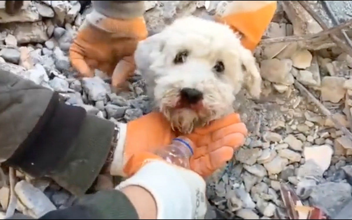 Así fue el emotivo rescate de un lomito de entre los escombros en Turquía | Video