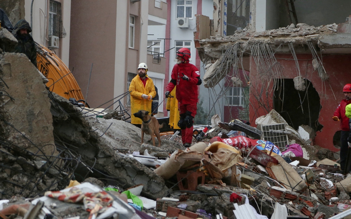 Decenas de perros se unen al rescate por terremoto en Turquía