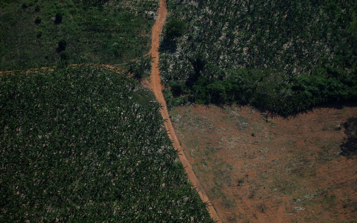 Deforestación en la Amazonía brasileña cae 61% en primer mes de Lula