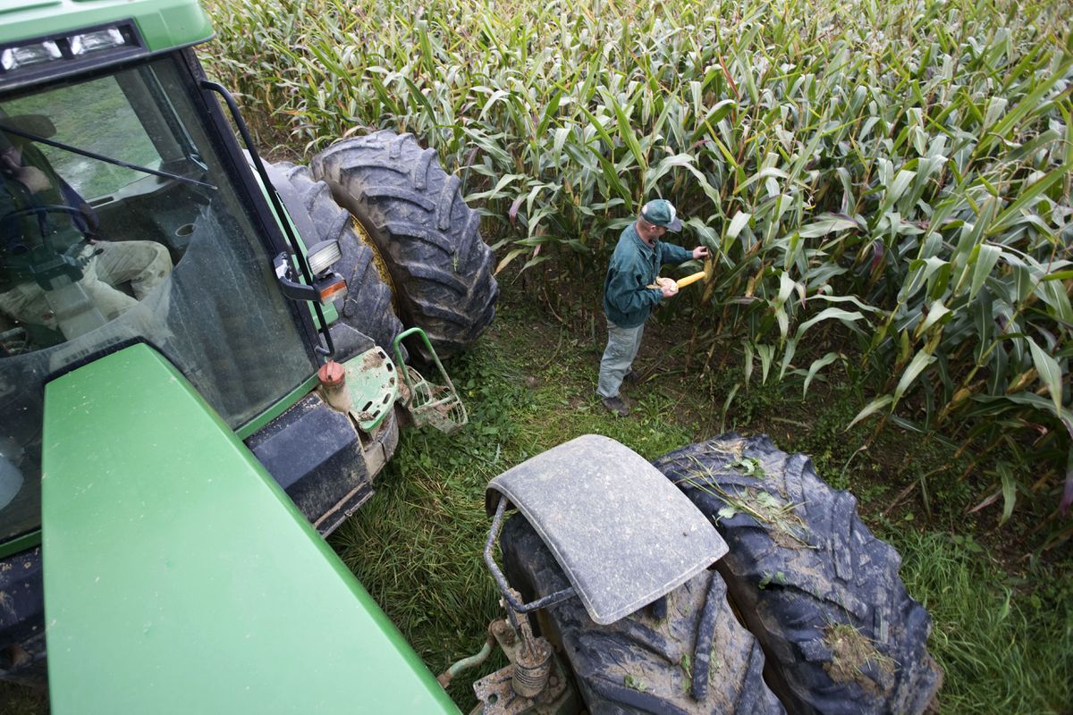 EE UU exige a México los fundamentos científicos en los que sustenta su veto al maíz transgénico
