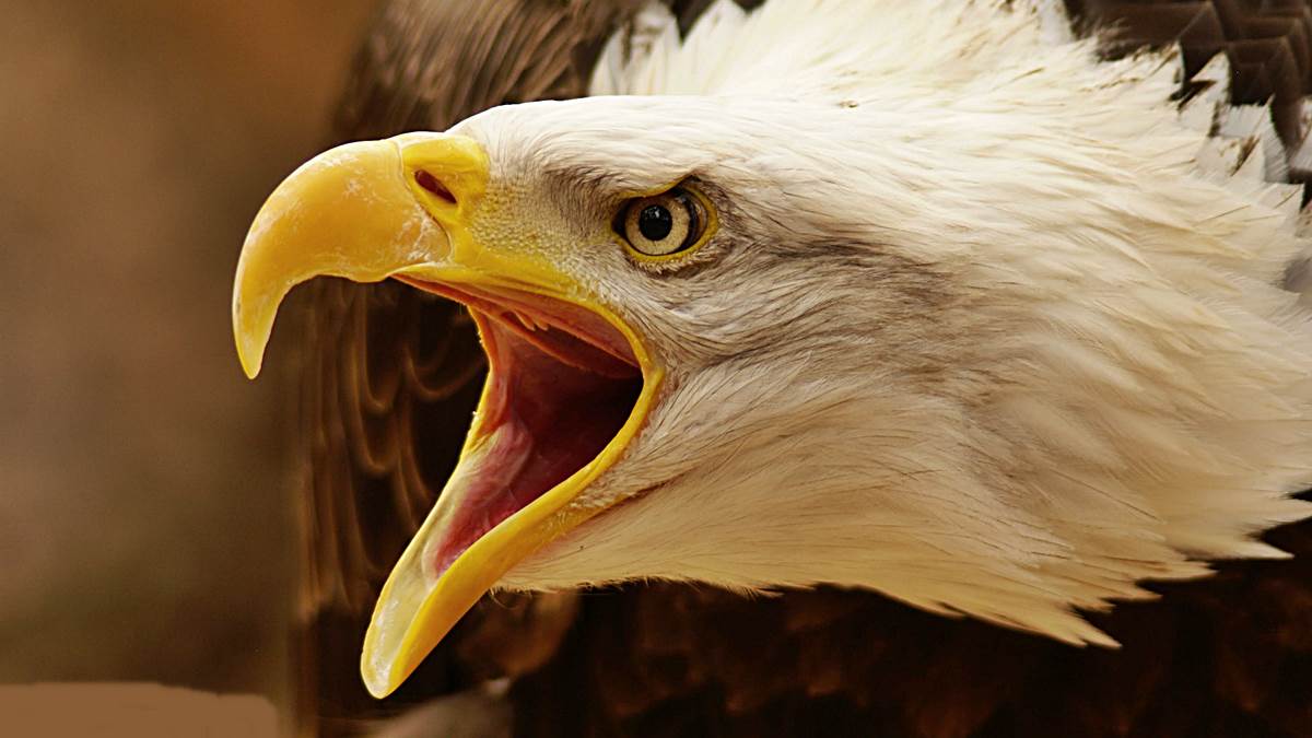 El águila calva: datos interesantes