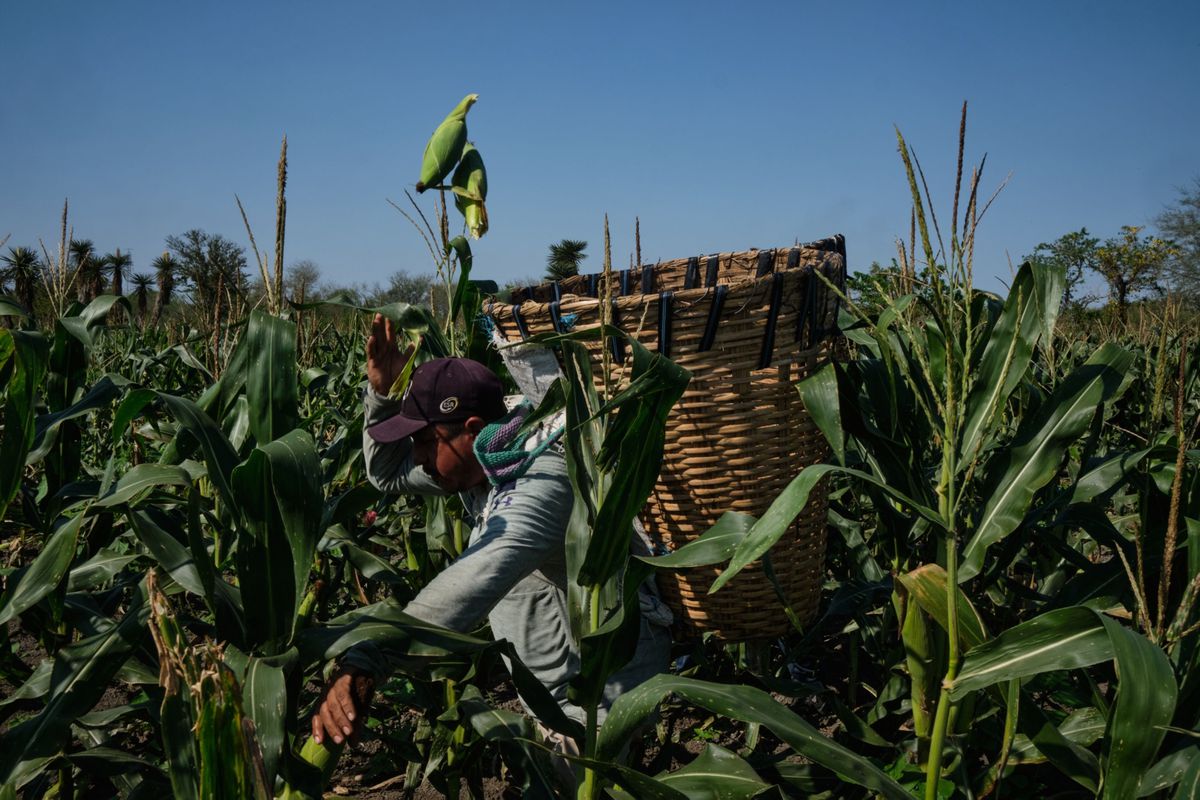 El debate científico se cuela en la disputa comercial por el maíz entre EE UU y  México