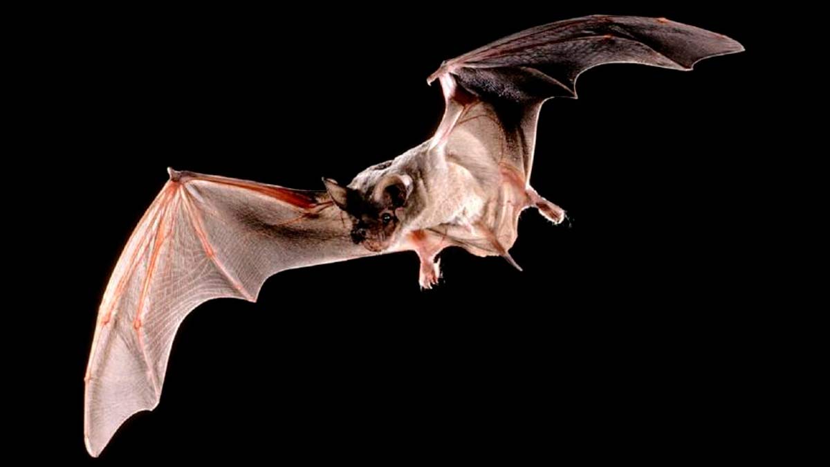 El murciélago sin cola de Brasil es el animal más veloz de los cielos
