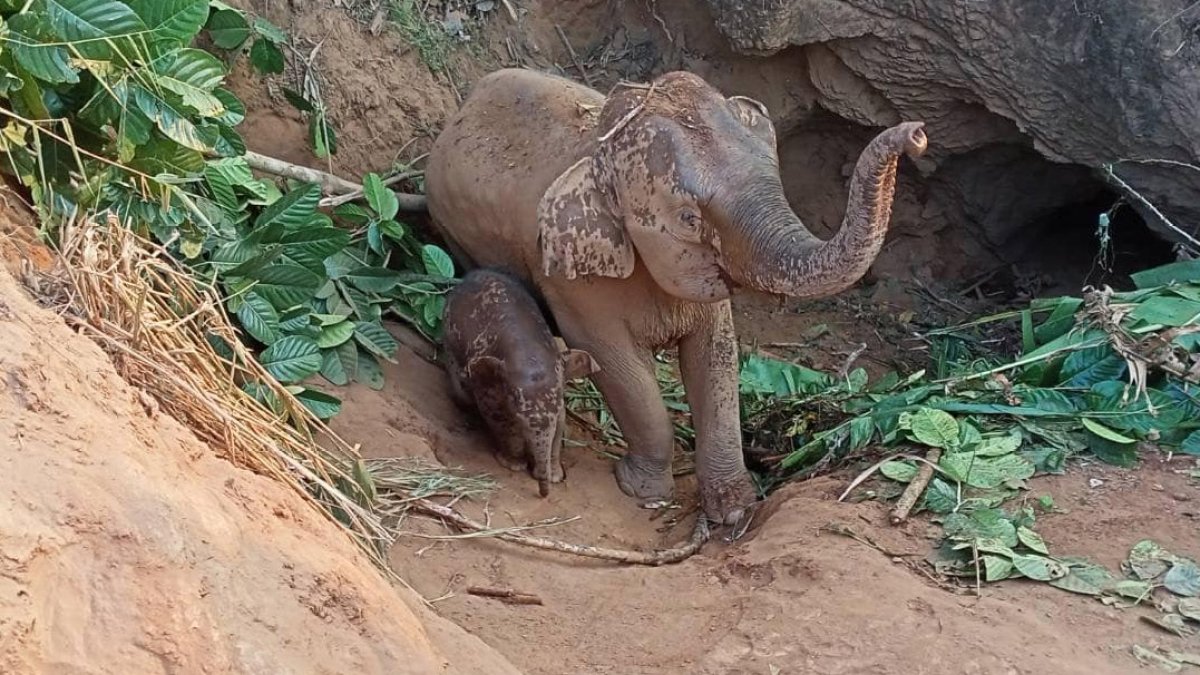 En video: rescatan a mamá elefante y a su cría tras caer en un profundo socavón