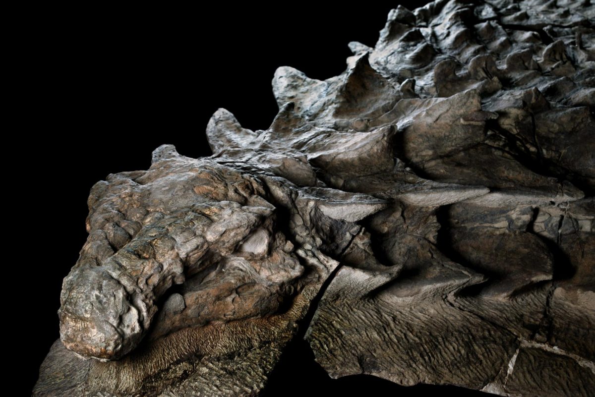 Encuentran el fósil de un nodosaurio, el dinosaurio mejor conservado de la historia