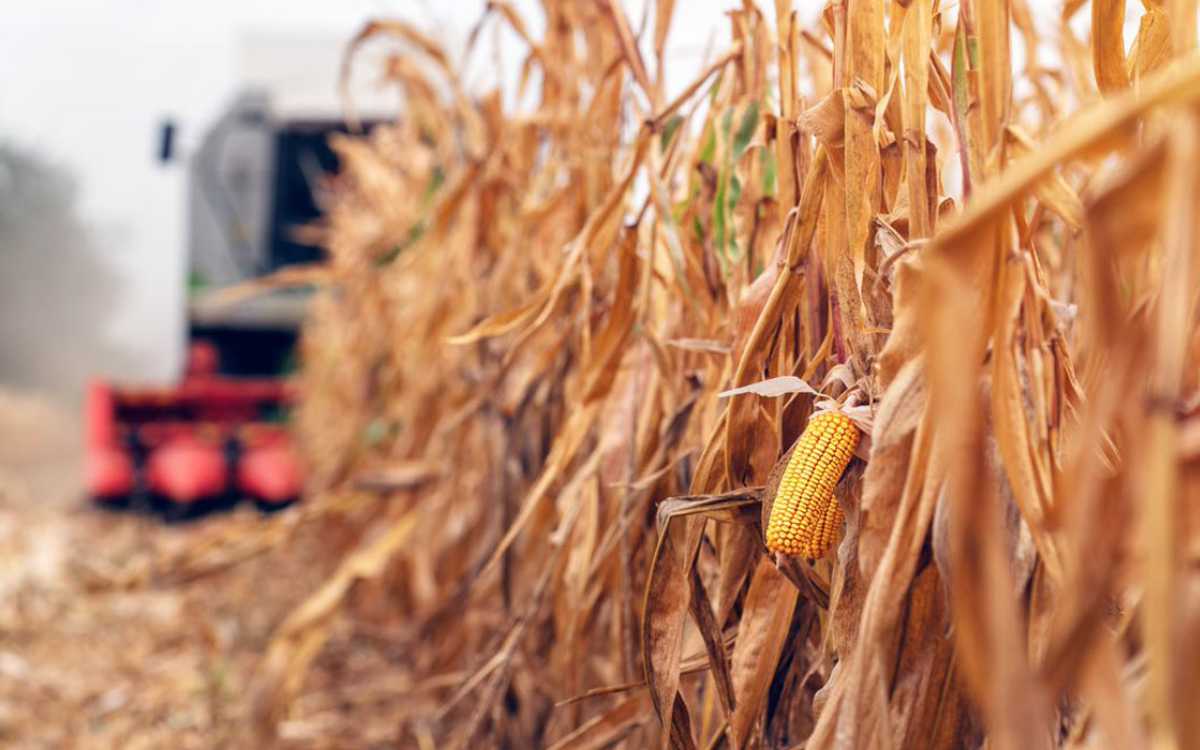 Estados Unidos se dice ‘decepcionado’ por decreto de AMLO sobre maíz
