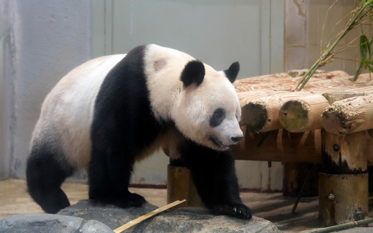 Japón despide a la panda Xiang Xiang antes de viajar a China