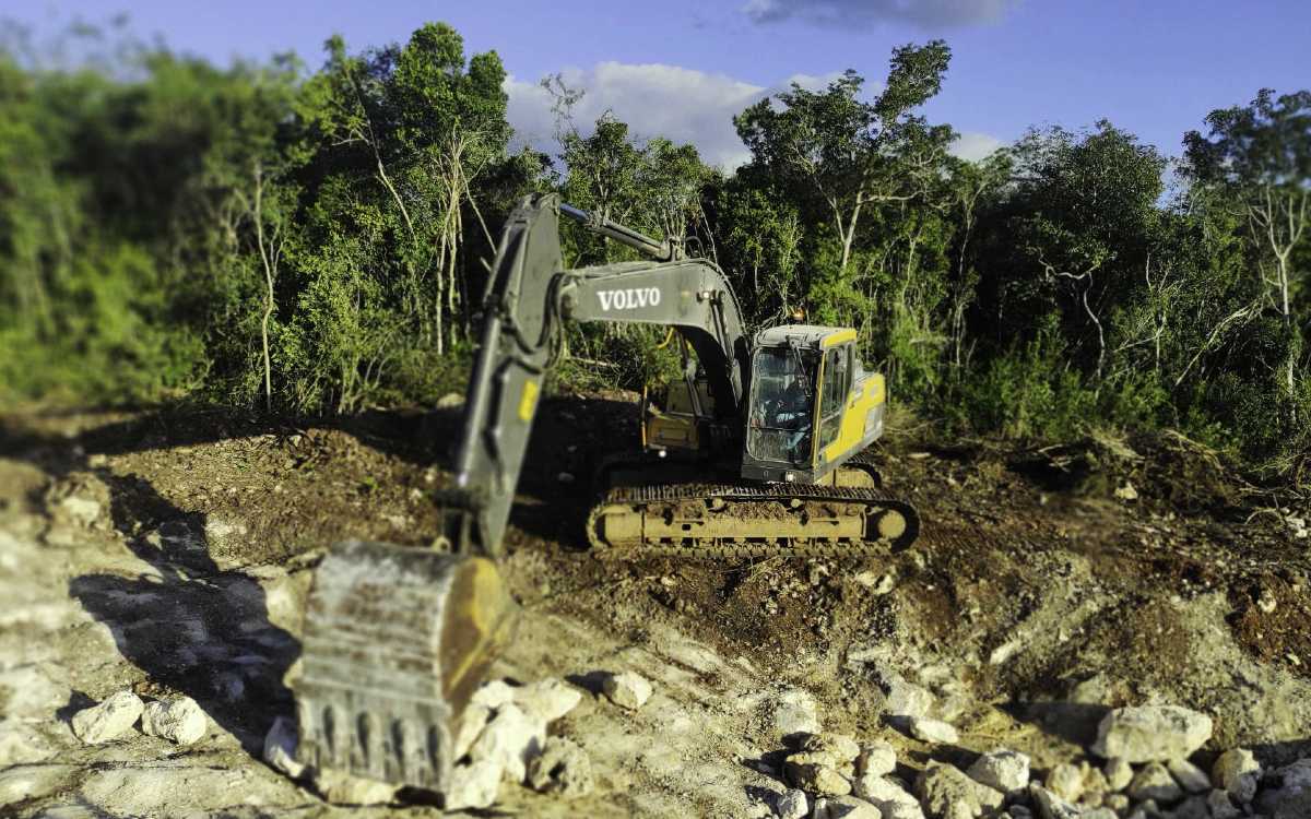 Juez suspende la destrucción de flora en tramo 5 del Tren Maya