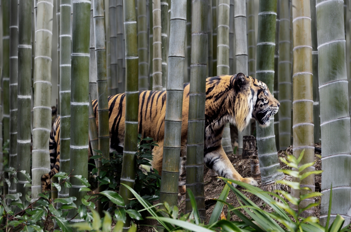 La India de Tiger Global obtiene resultados “muy por debajo del promedio”, pero la empresa sigue siendo optimista, dice Scott Shleifer