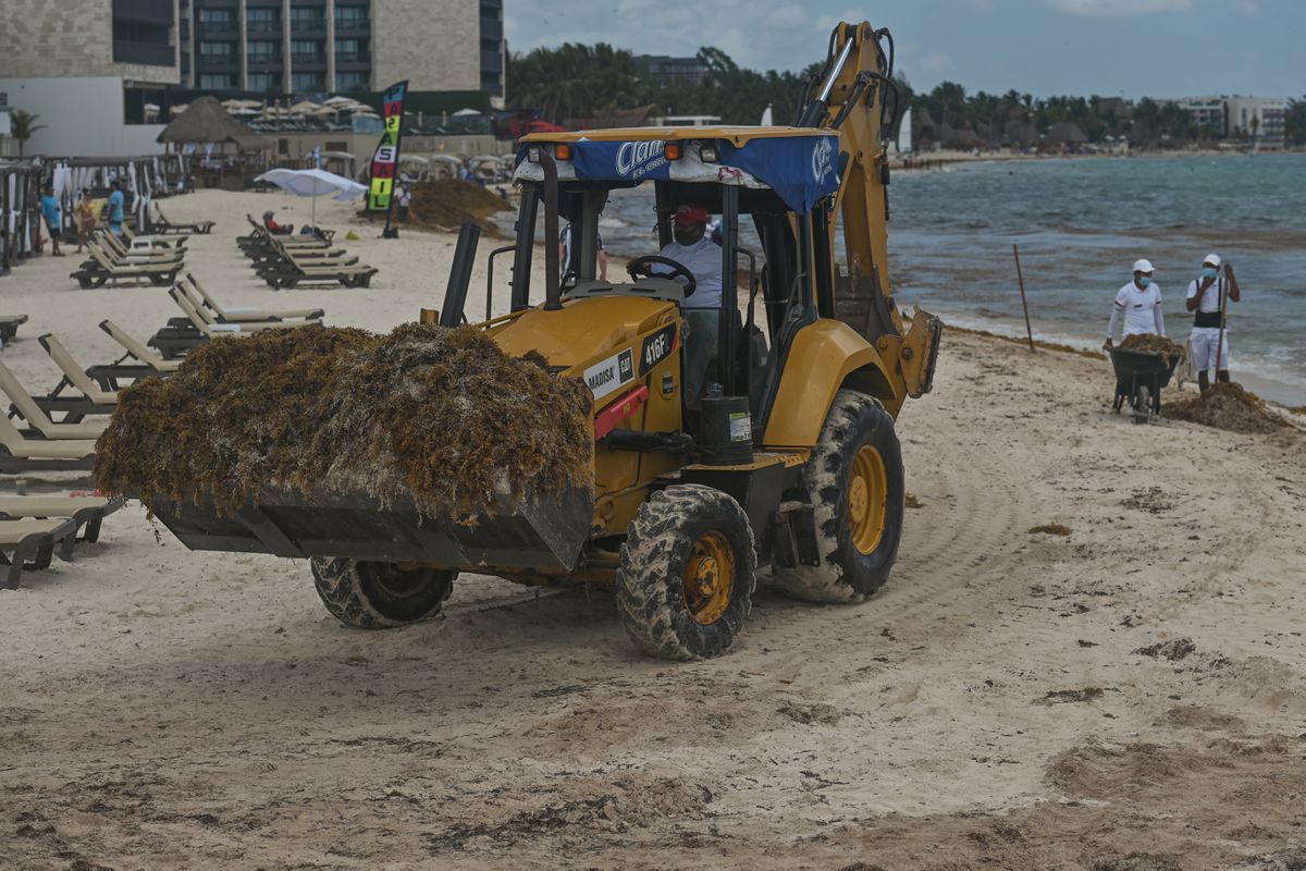 La temporada de sargazo se adelanta en las playas del Caribe mexicano