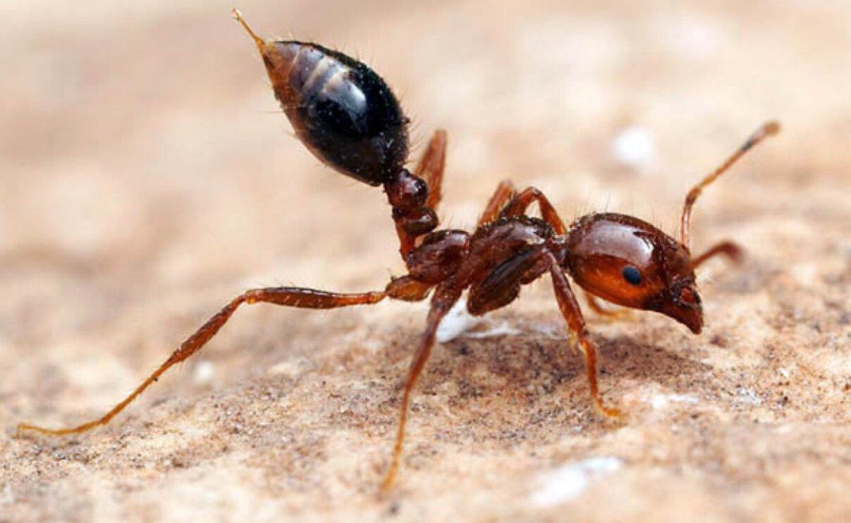 Las hormigas venenosas que pueden acabar con tu vida