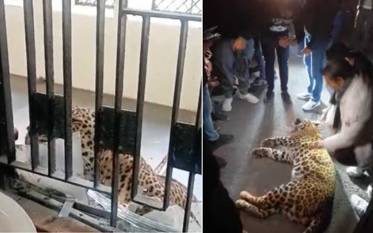Leopardo irrumpe en tribunal en la India y hiere a cinco