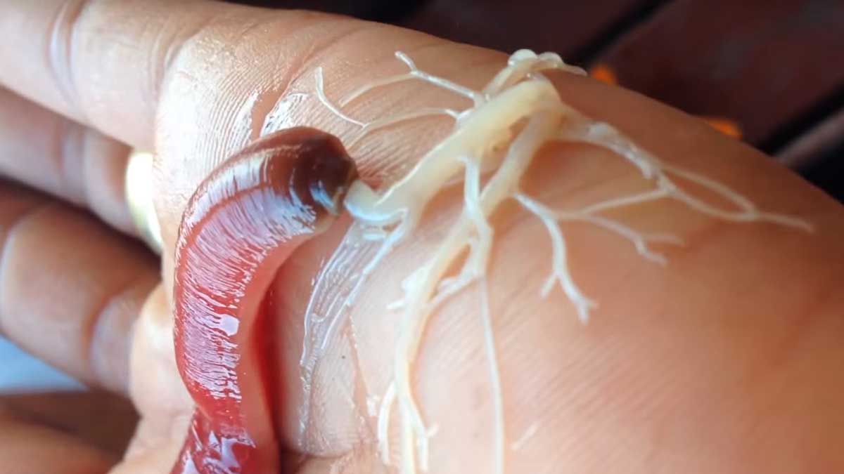 Los gusanos nemertinos y su curiosa baba extraterrestre