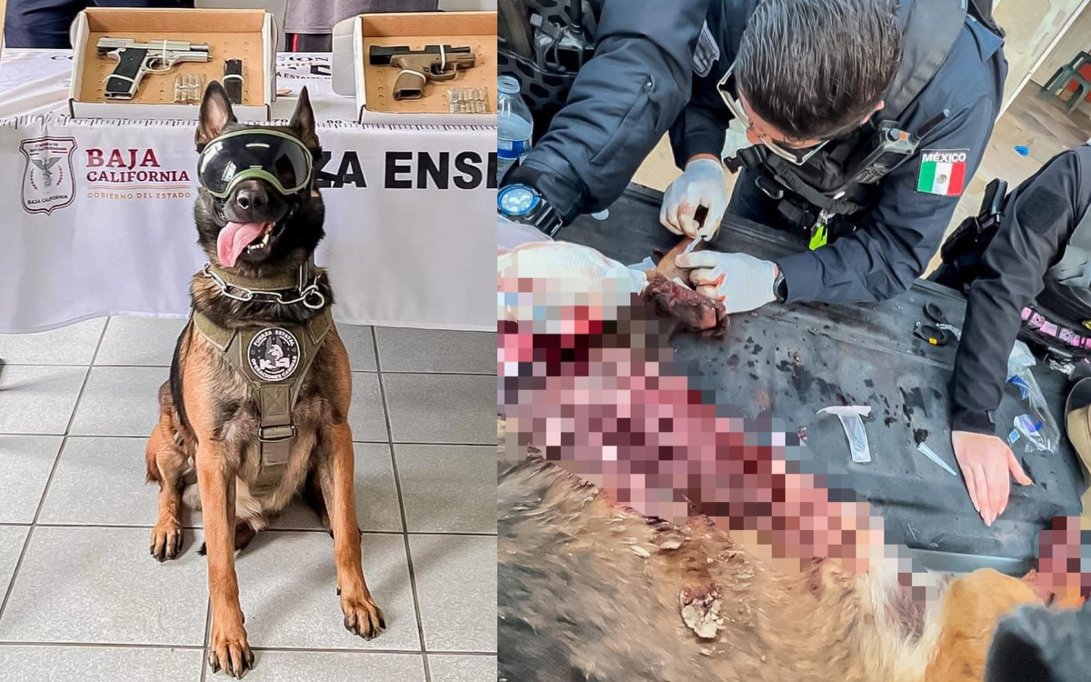 Matan a policía y hieren a agente canino en balacera en Ensenada | Video