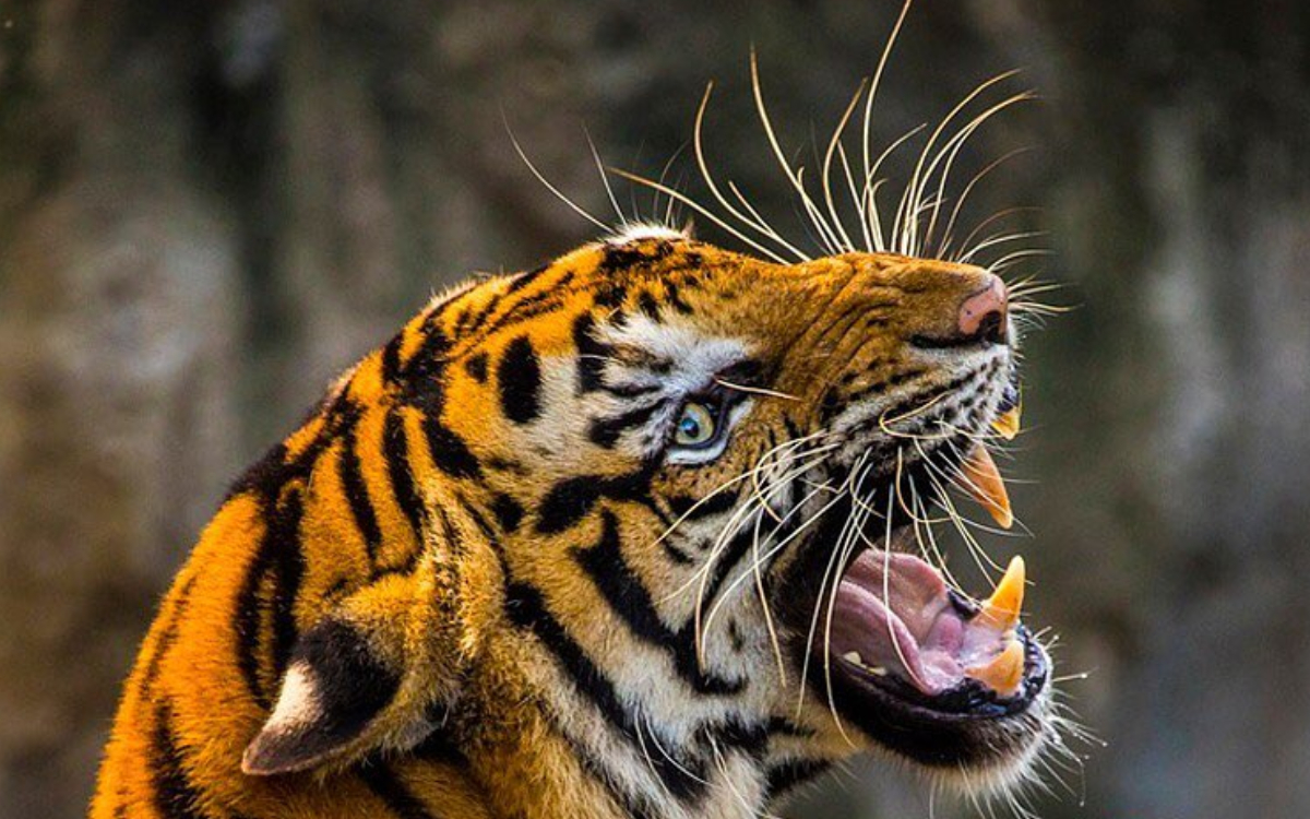 Matan a tigre que escapó de parque temático en antigua hacienda de Pablo Escobar
