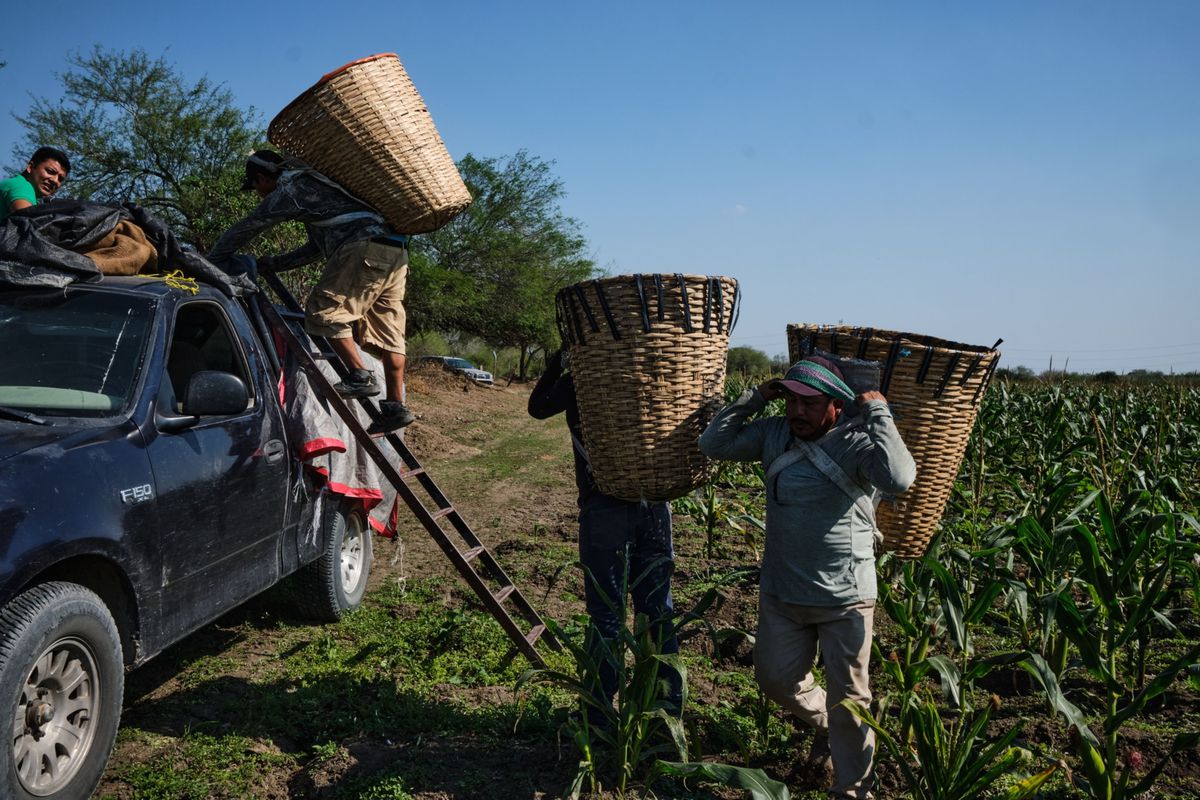 México relaja las restricciones sobre el maíz transgénico