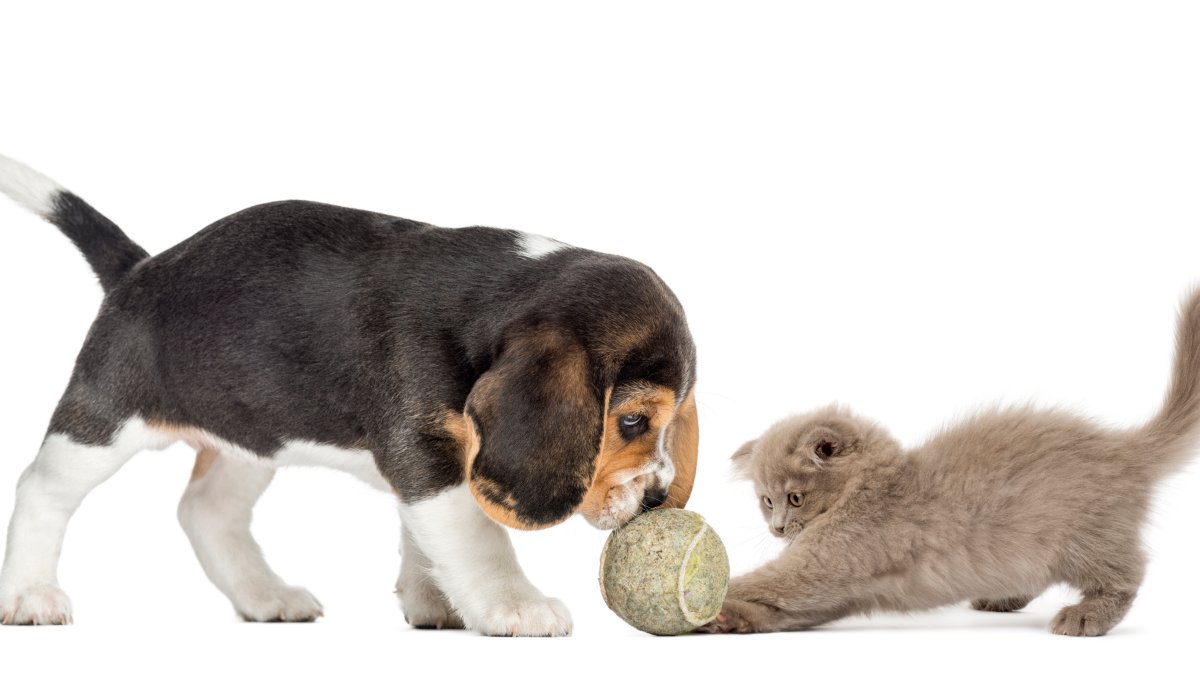 PetSmart busca mascotas para probar juguetes por $10,000