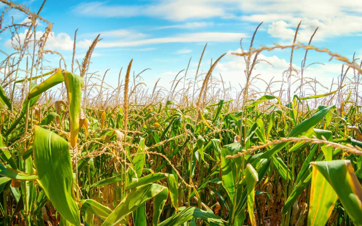 Reclamo de Estados Unidos sobre maíz es político, no comercial: Economía