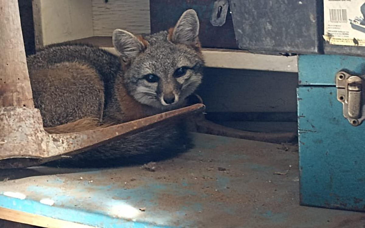 Rescatan a zorro gris en domicilio de Coyoacán | Video