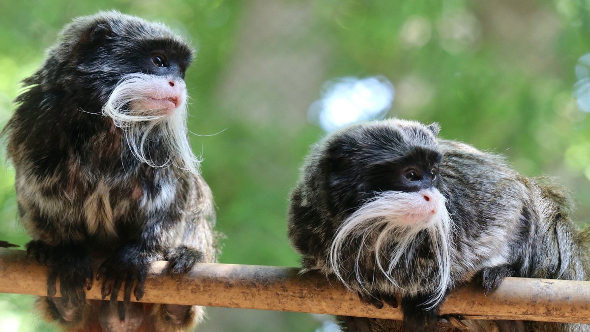 Un arresto por monos desaparecidos en Dallas Zoo