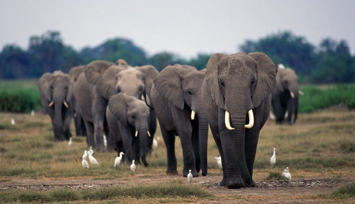 Un cazador sudafricano muere tras ser aplastado por un elefante