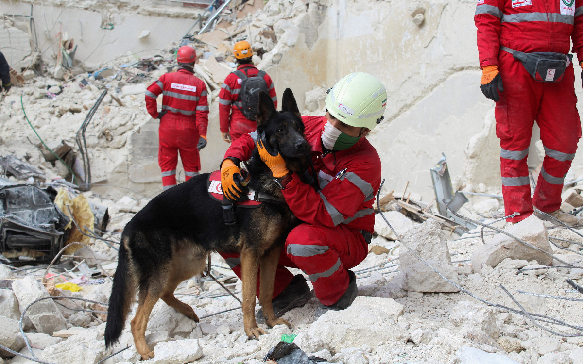 Un perro olfateando, la esperanza de las víctimas del sismo