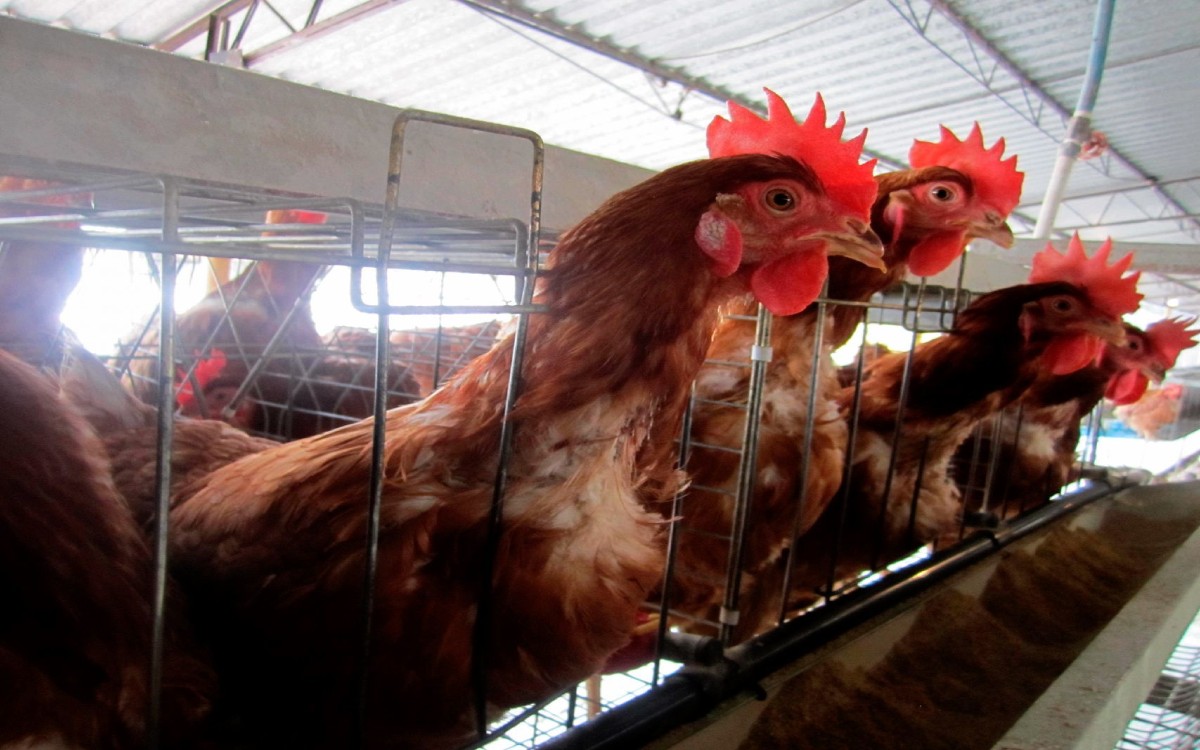 Vacunarán a más de 2 millones de aves contra la influenza aviar en Ecuador