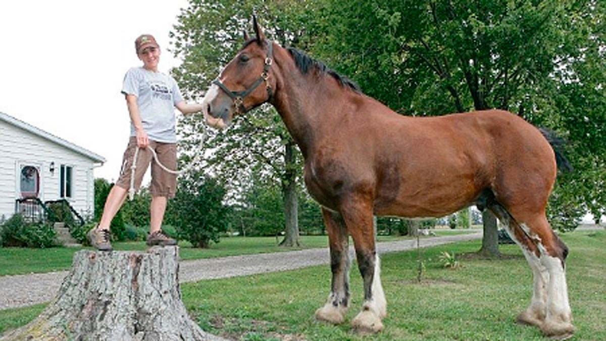 el caballo más grande del mundo
