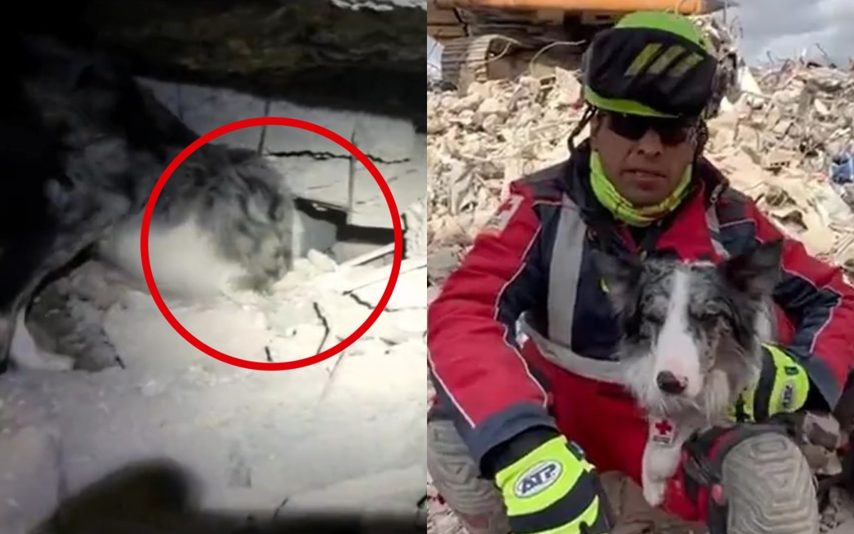¡Héroe peludo! Perrito de la Cruz Roja Mexicana localiza a víctima atrapada en Turquía | Video