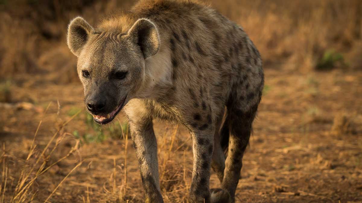 ¿Las hienas son realmente hermafroditas?