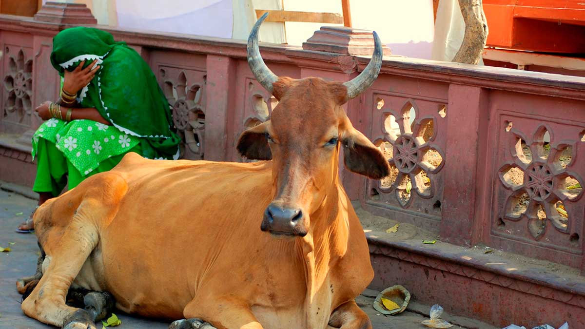 ¿Por qué las vacas son sagradas para los hindúes?