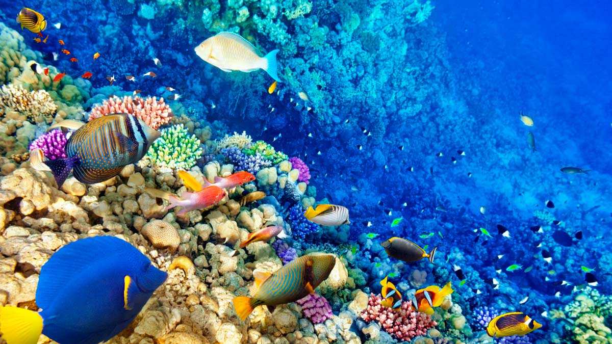¿Por qué los arrecifes de coral son imprescindibles?