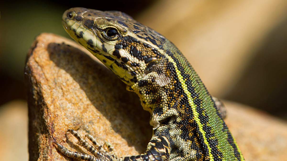 ¿Por qué los reptiles pueden regenerar su cola?