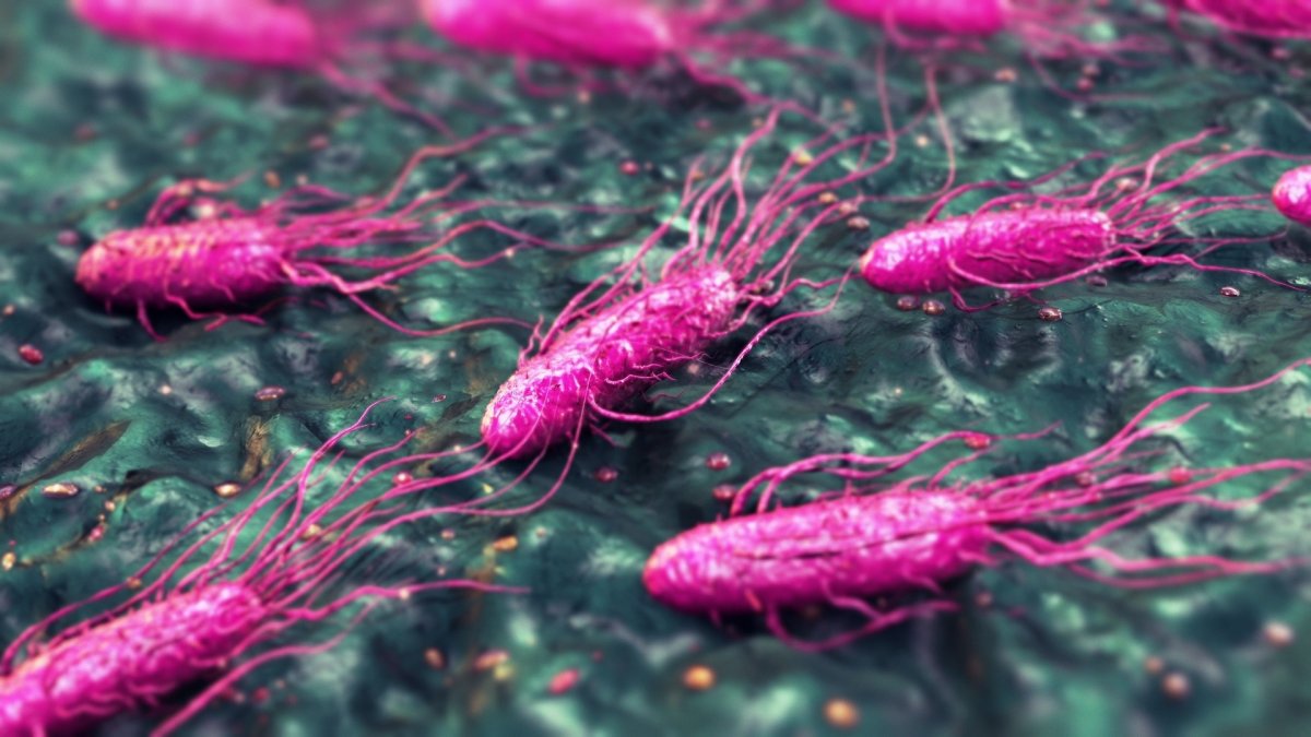 ¿Qué es la Shigella? Los CDC advierten sobre alza en infecciones